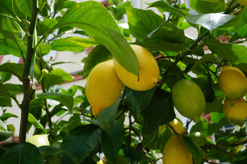  Citrus limonum
